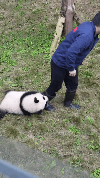 乖乖嘞！瞅瞅这小熊猫帅哥，真是个缠人精！一口死死咬住管理员大哥的黑靴子不松口，俩