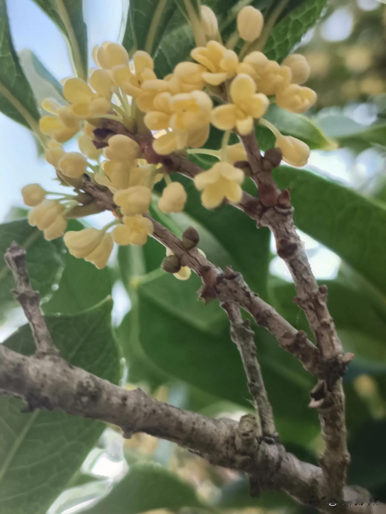 #秋日生活打卡#

      该来的总会来的。清晨，走在路上，一路桂花香，令人