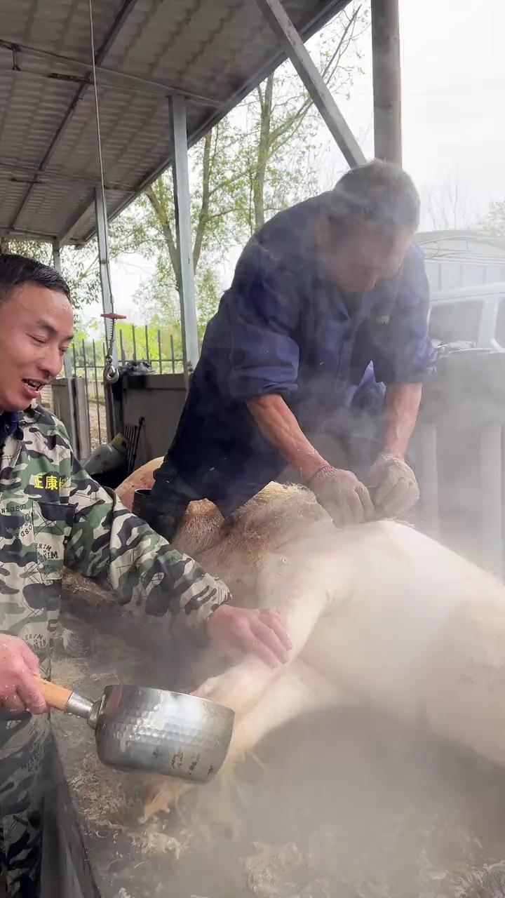 辣子要得。杀辣子要得，你就想杀恁个大的猪，你不一枪就晃，好晕。也得行了，你看这个