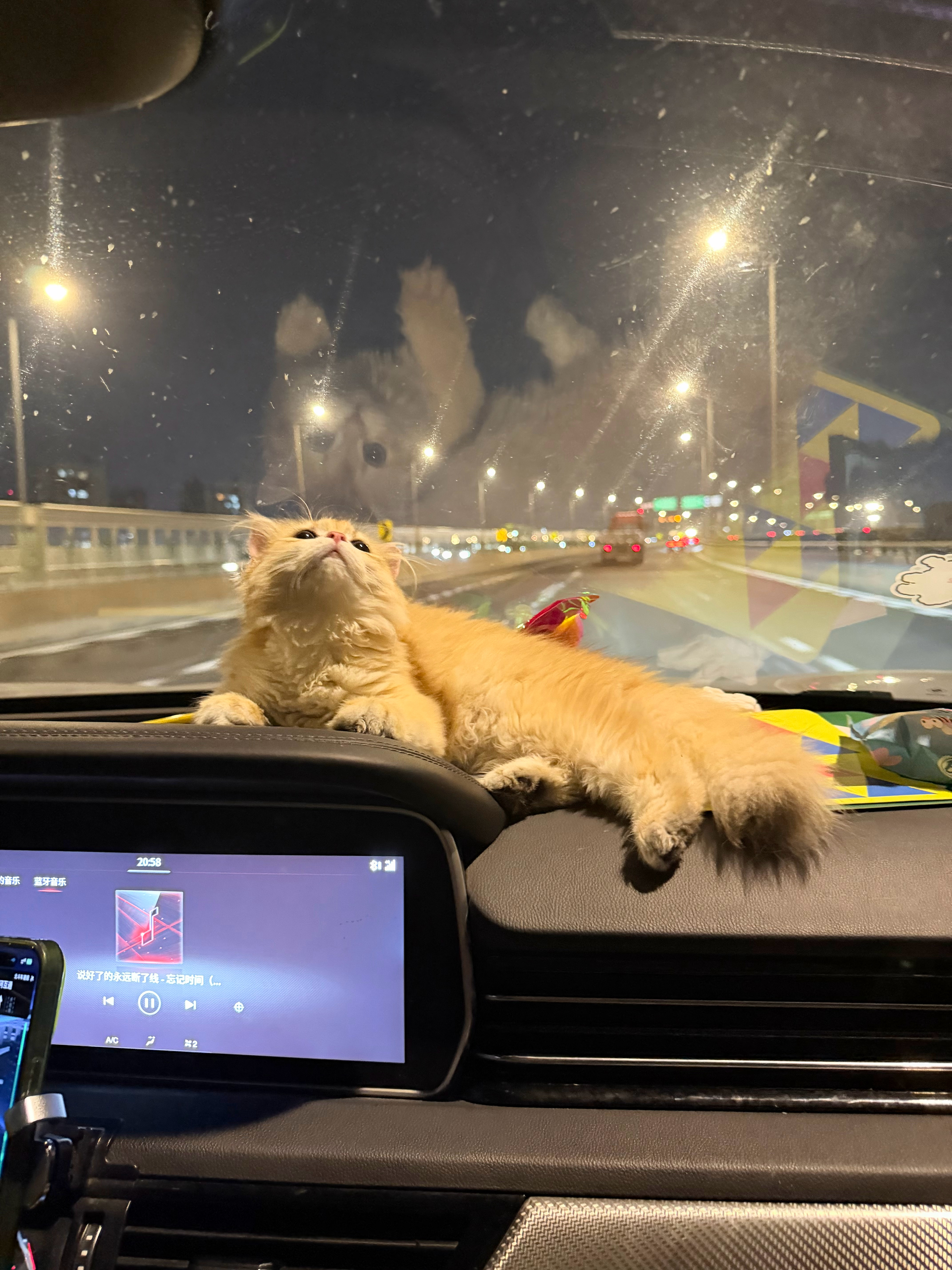 听着歌 带着猫和我们的崽 走在通往新生活的路上幸福无限蔓延~~~~(>_<)~~