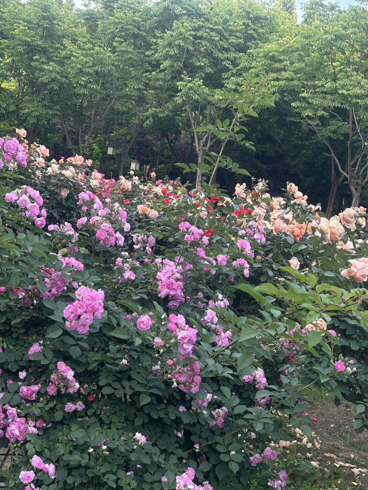 上联：冬去山明水秀，下联：请你来春临蝶戏蜂忙