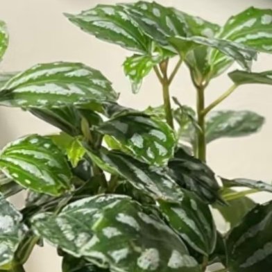 每日一善 我等你到三十五岁k 一个善良的人，就像一盏明灯，既照亮了周围的人，也温