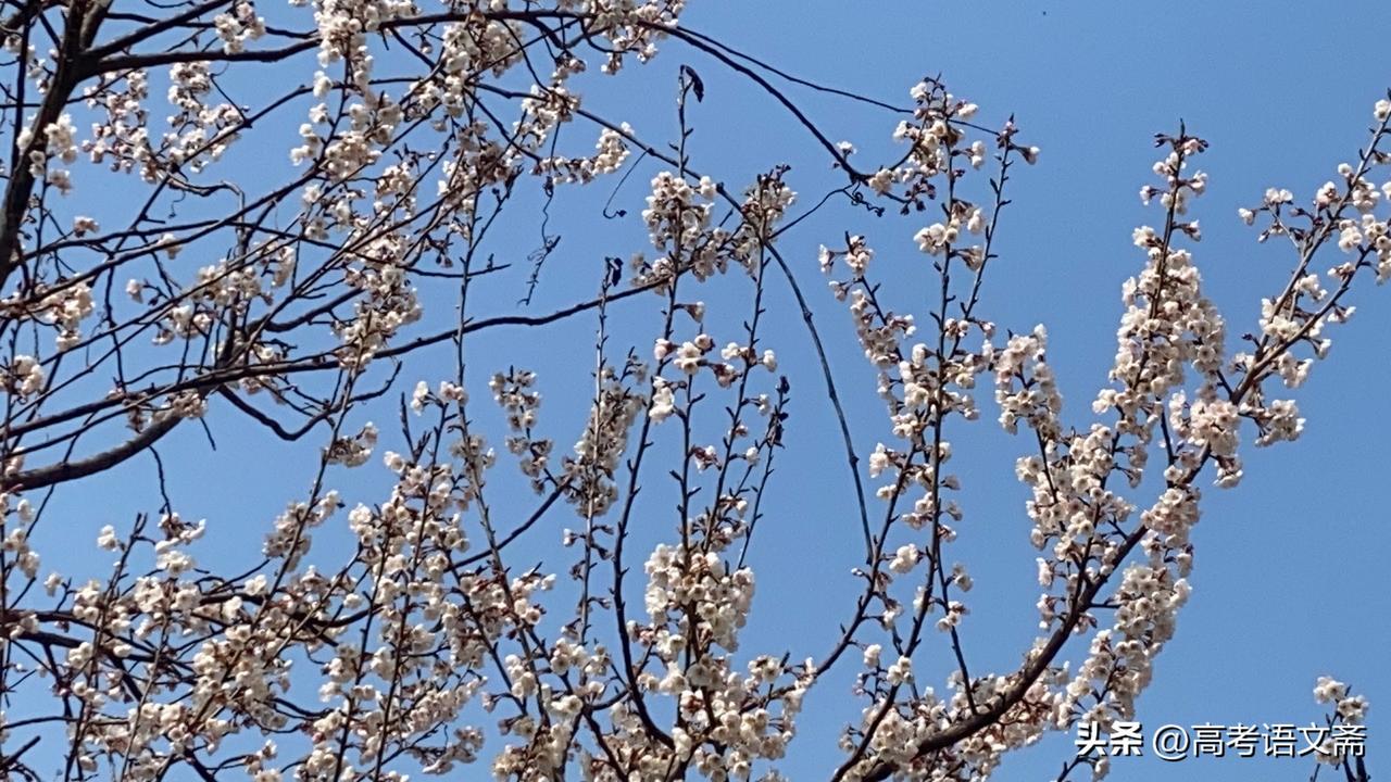集卡领红包春日限定🌸樱花盛开，蓝天白云，美不胜收！