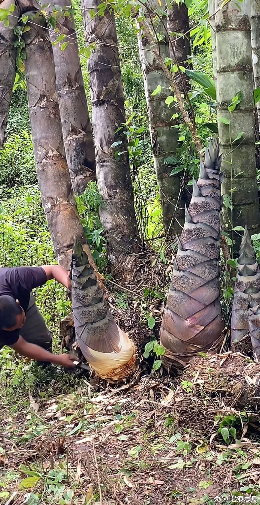 我想看看你的春天 这种笋子能吃吗？