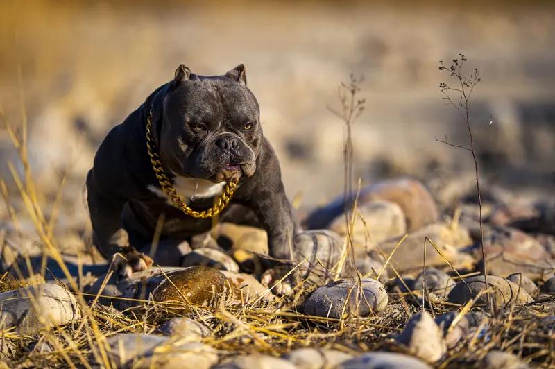 最近看到一则新闻，上海浦东新区八旬老太擅闯乡间鱼塘，被两只恶霸犬撕咬致死，家属索