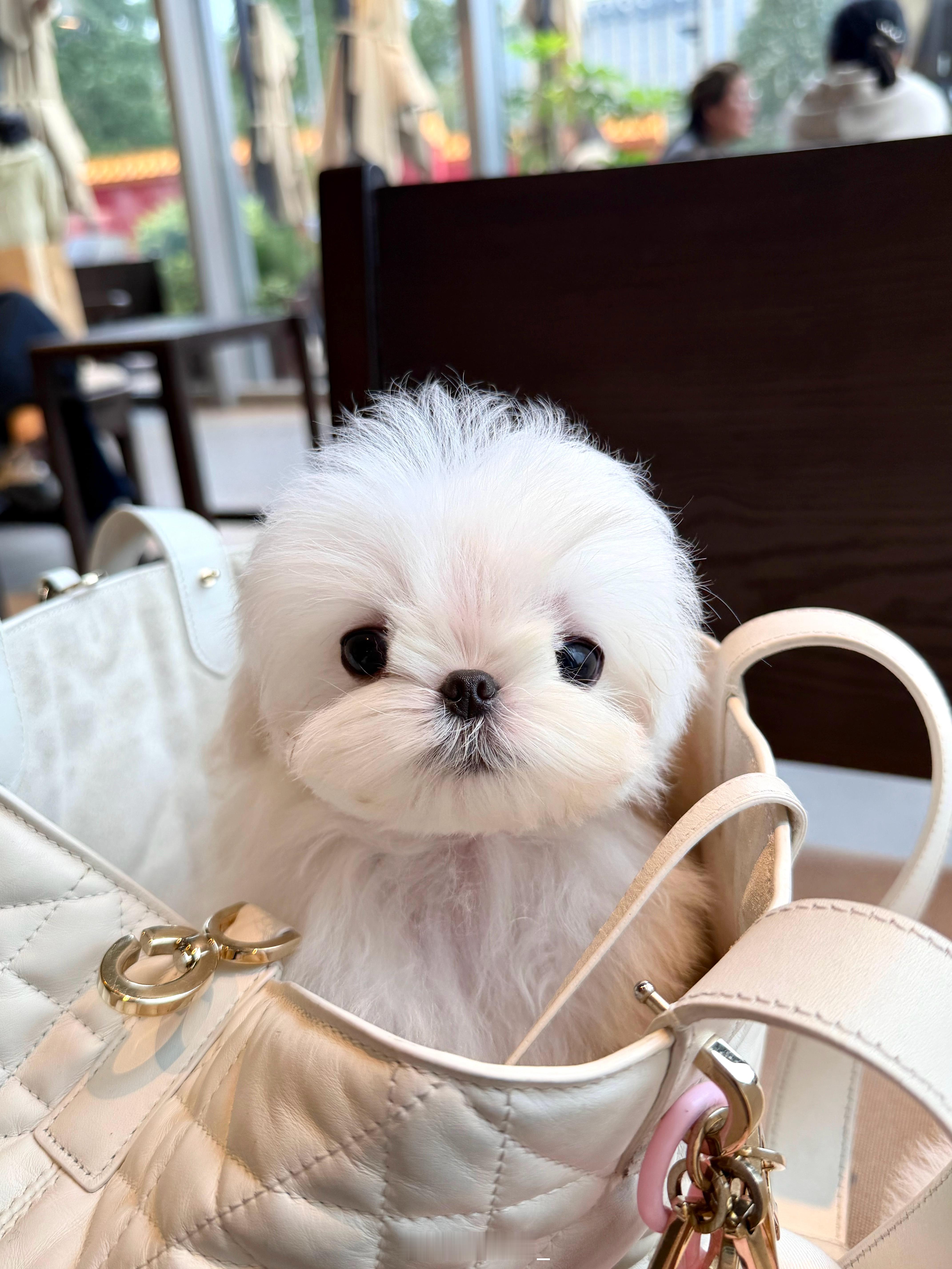 每天撸小奶狗的快乐谁懂 '͜'都在找🏠喔 ​​​