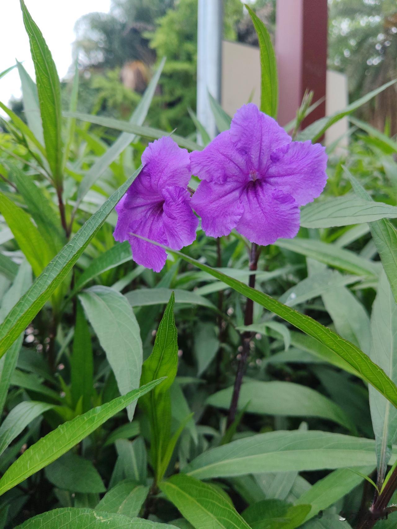 夏日美景随拍远看以为是牵牛花，第一次看见这么漂亮的紫色牵牛花特别激动，过来拍照才