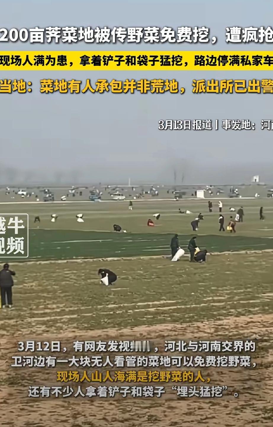 卫河边免费挖荠菜？冀豫交界卫河边，网传这里能免费挖荠菜，大批市民扎堆前往，没成想