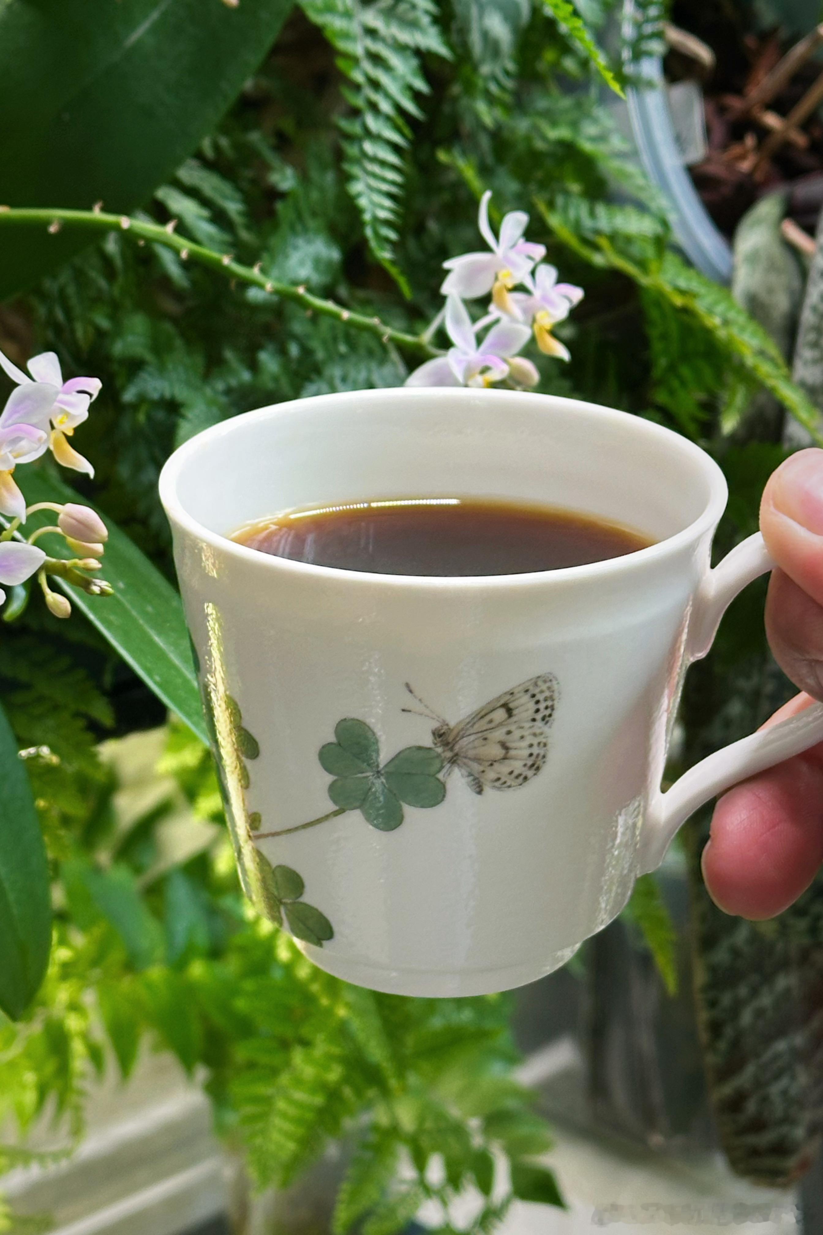 是谁收到了老师的酢浆灰蝶杯杯和盘盘？是我呀[哇][哇][哇] 前一阵刚养了一轮酢