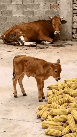 这是我们中华民族优良传统，百善孝为先