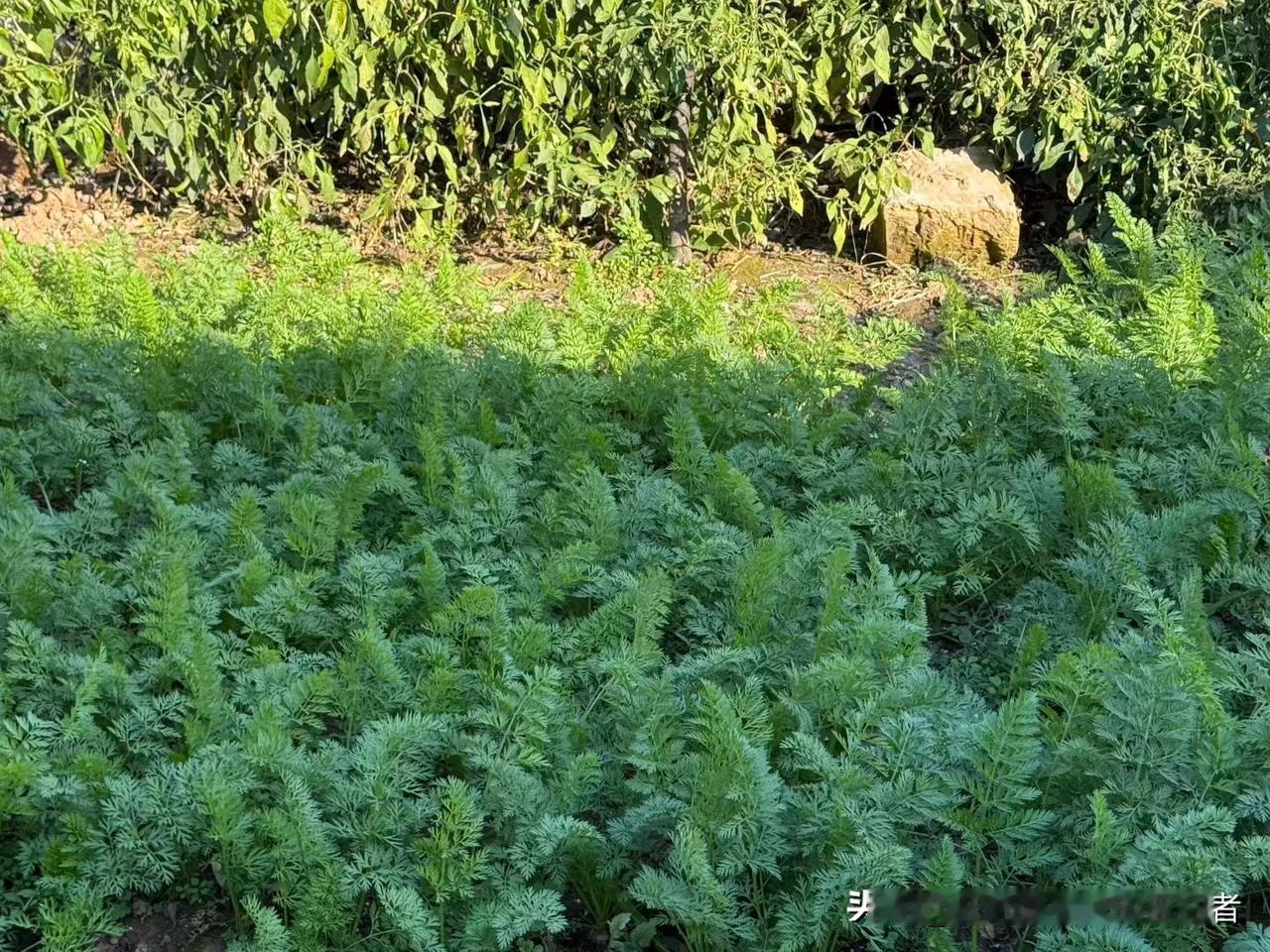 他的幽默不尬不油，全是接地气的生活化笑点，还藏着满满的真诚和通透。不光能逗得人哈