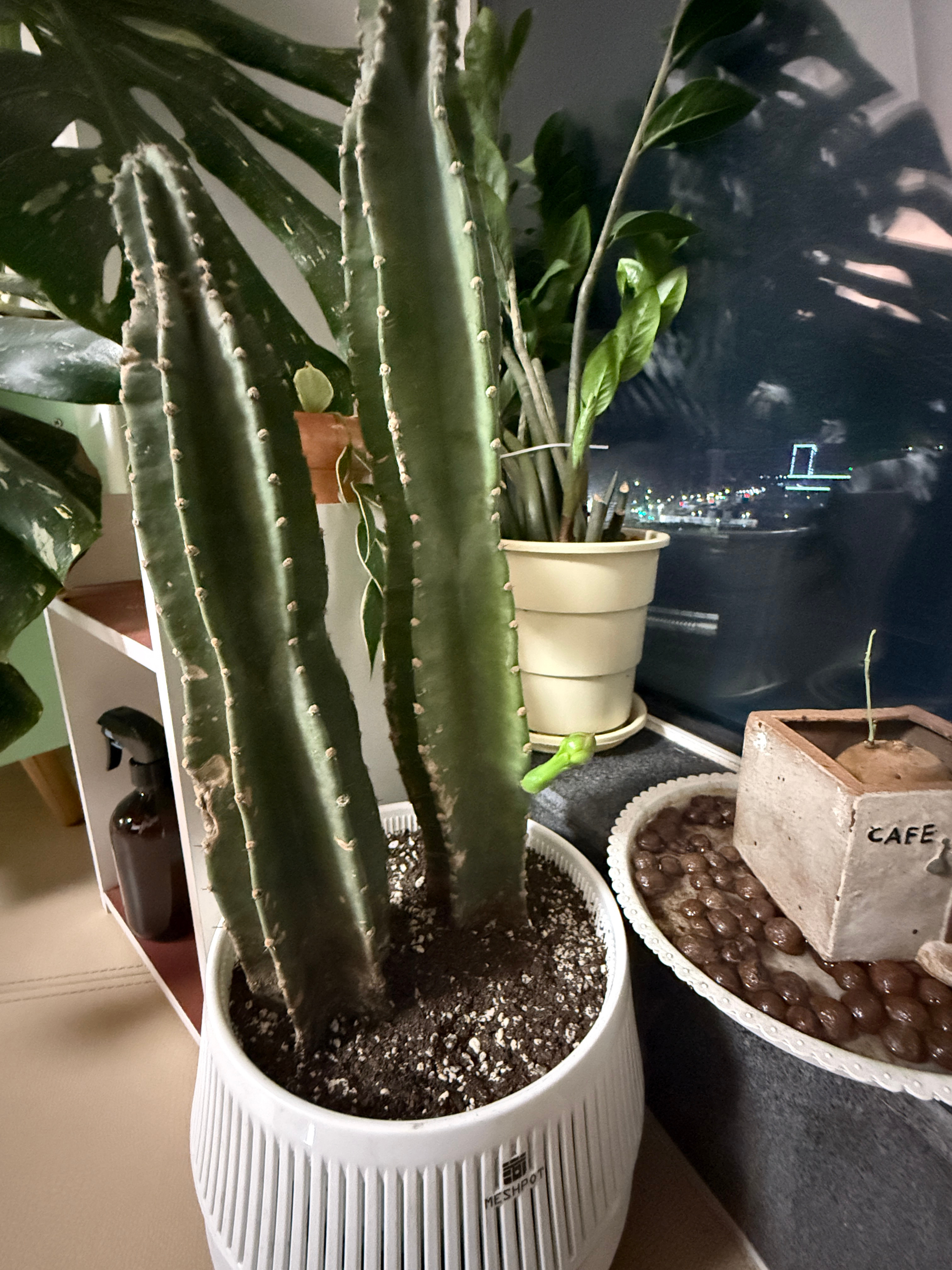 以防大家没见过仙人掌开花🌵我养了6年的量天尺，第一个☝️花苞，听说跟昙花一样是
