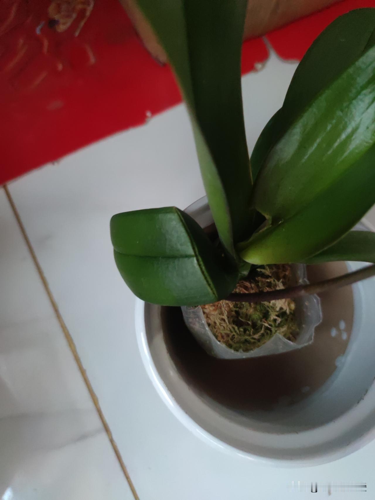 倘若栽种时间不长且植料优质，可直接添加透气网套以增强通风；要是栽种超过两年，植料