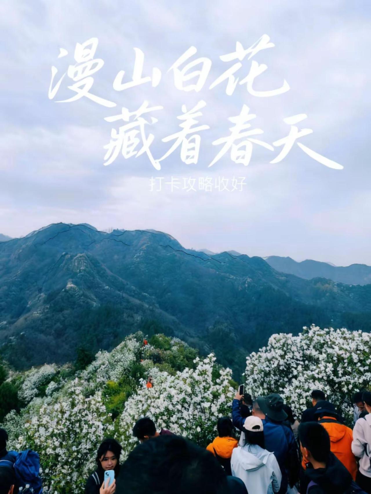 今天有上千人去秦岭看花，山顶都堵住了。秦岭子午峪·白鹃梅（秦岭四月雪） 白鹃梅是