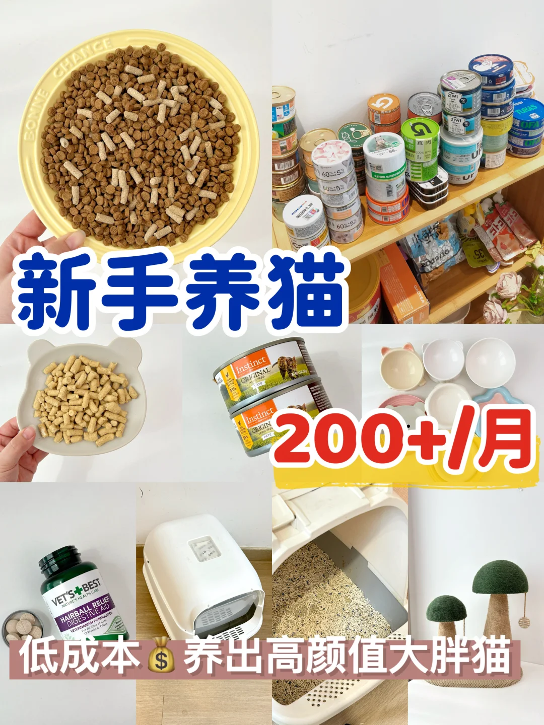 新手养猫💰月均200+低成本养出大胖猫