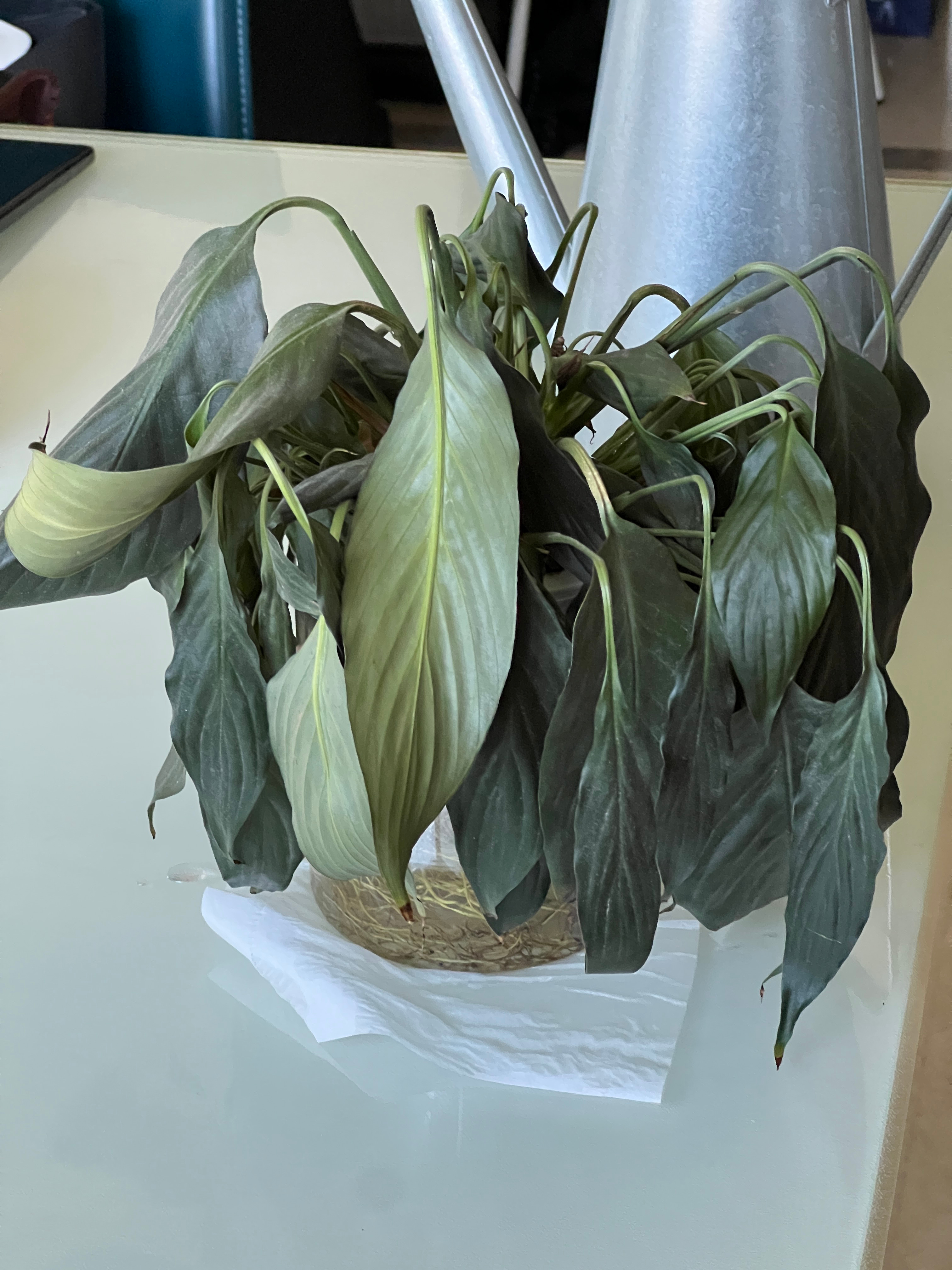 不是 朋友们 这还有救吗对它的感情很特殊