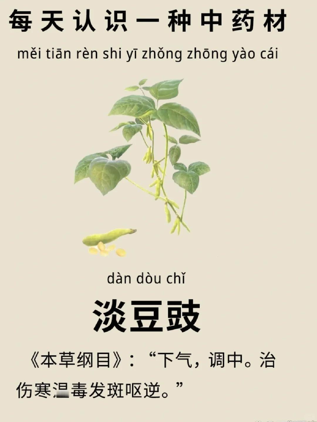 淡豆豉味辛、苦，性凉，归肺、胃经
本品辛凉微苦，甘而力缓，疏散宣透，入肺、胃经。