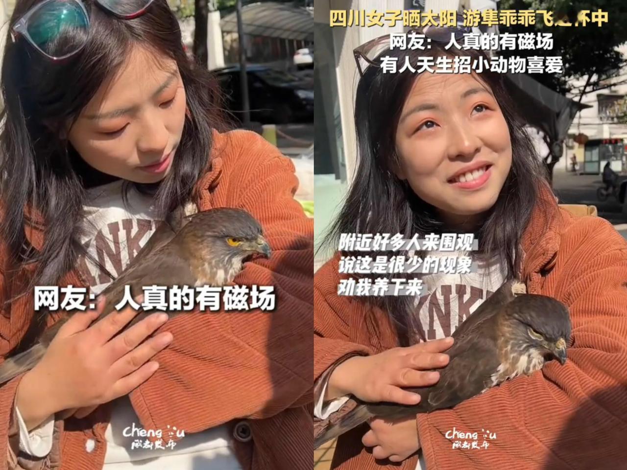 哇塞，
一女子在外晒太阳，
一只大鸟冷不丁就飞进她怀里啦！起初以为

鸟受伤了，