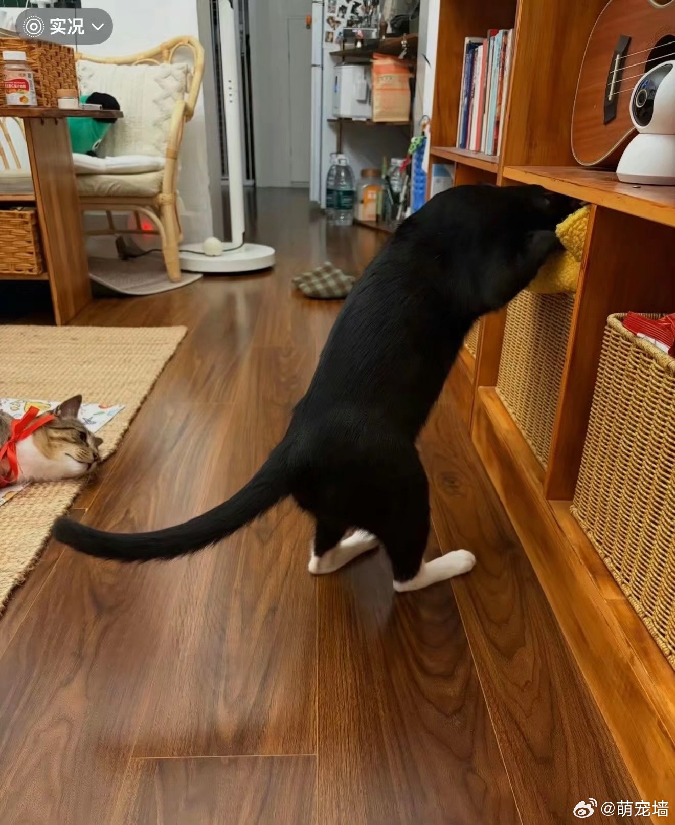 小猫这个扁平脚 