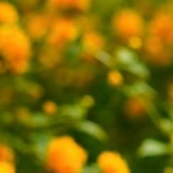 咋了 那就李沅禧六交一 呗【生爆五花肉做法】五花肉切薄片，锅不放油烧热，直接下肉