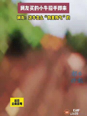 云南昆明一位农户买了一只小牛回家，经过一段时间相处，他发现这只小牛很有灵气，一听
