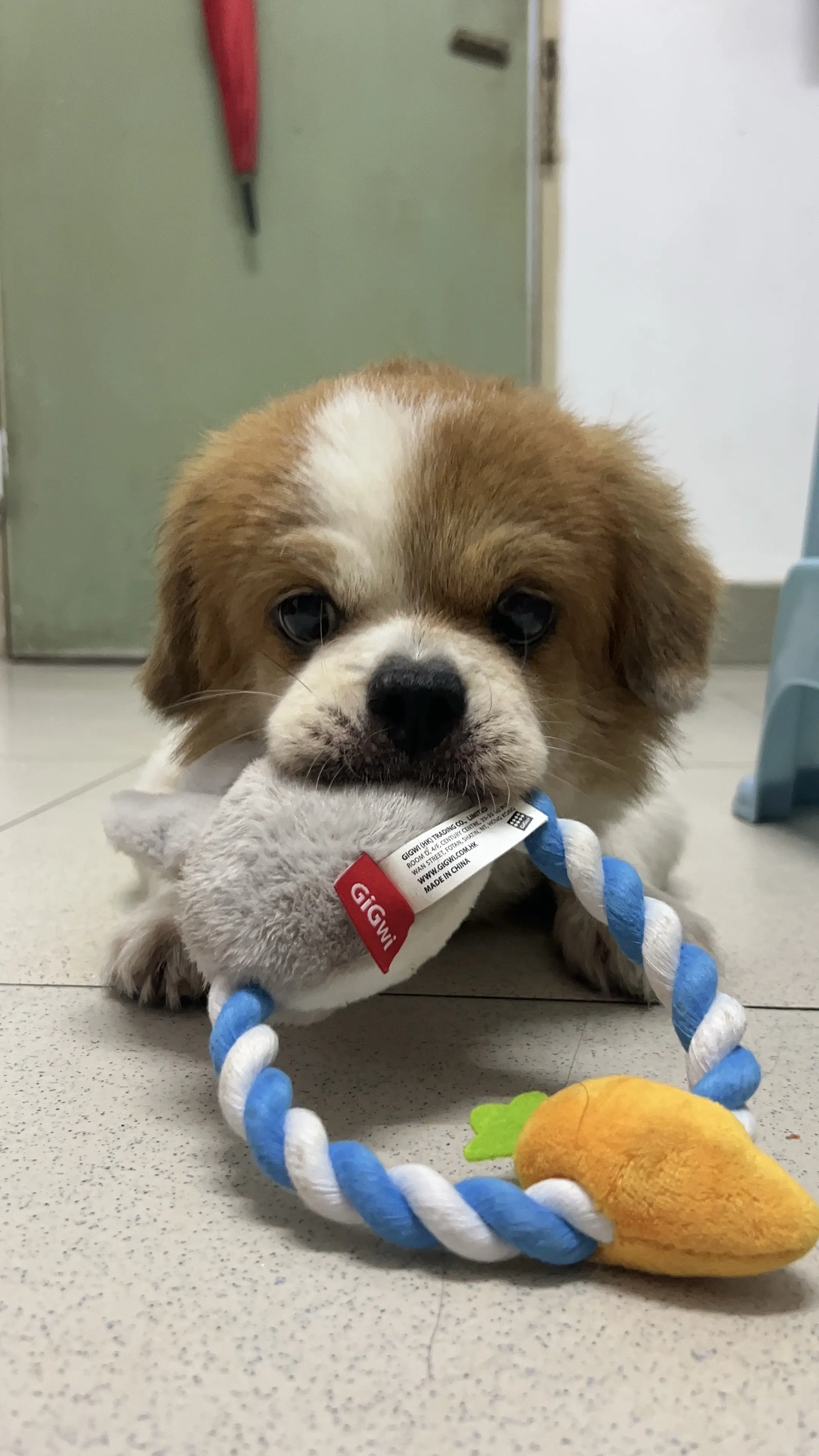 何必心存侥幸何必太羞耻。犹犹豫豫会老的
