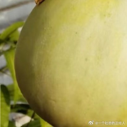种植微公益新手种香瓜指南60天实现「吃瓜自由」超详细攻略】🍈Hey姐妹们～今天