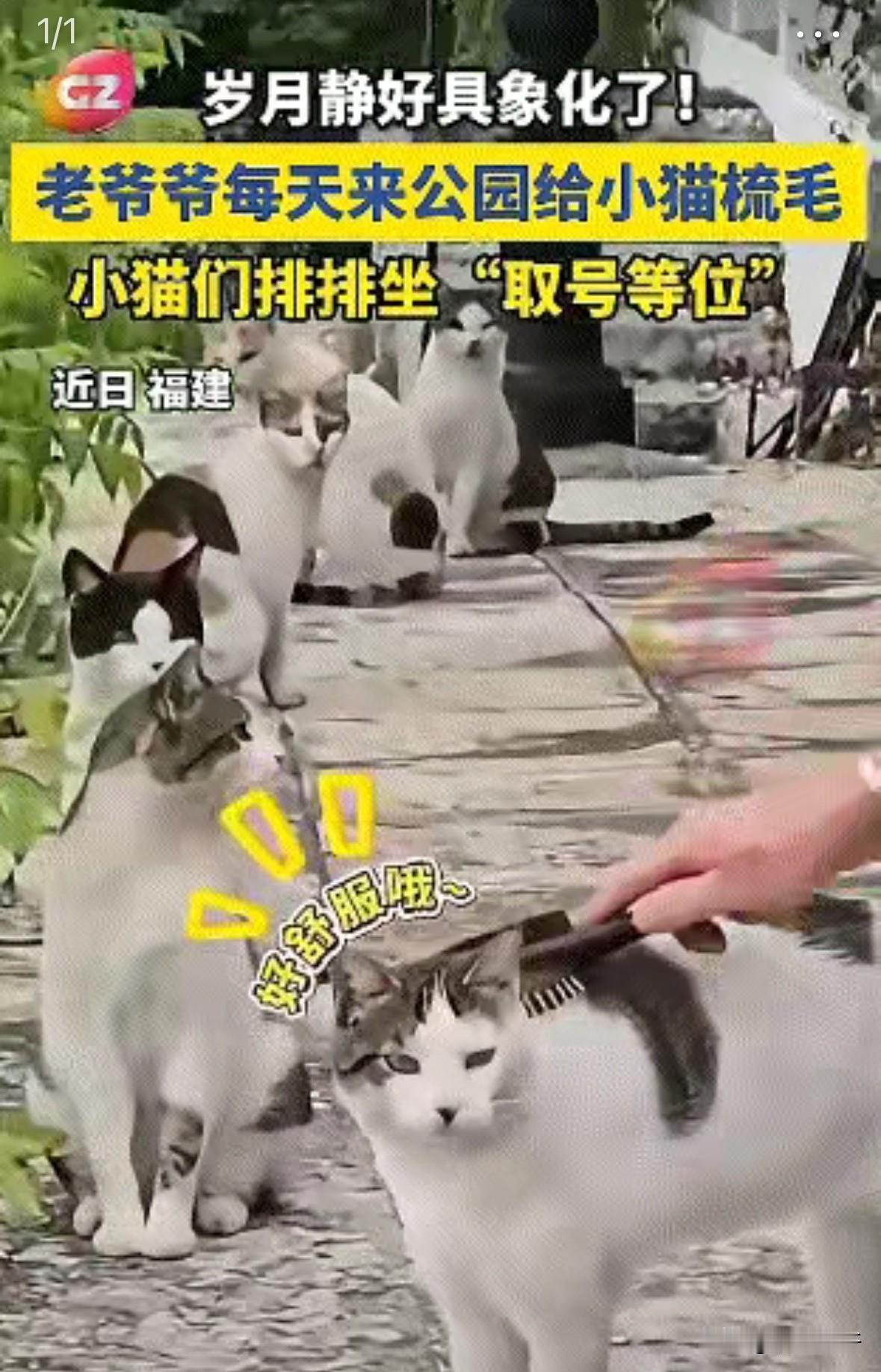 火上新华社了。近日，黑龙江一处公园出现了一群流浪猫，令人傻眼的是，这群猫咪会自觉