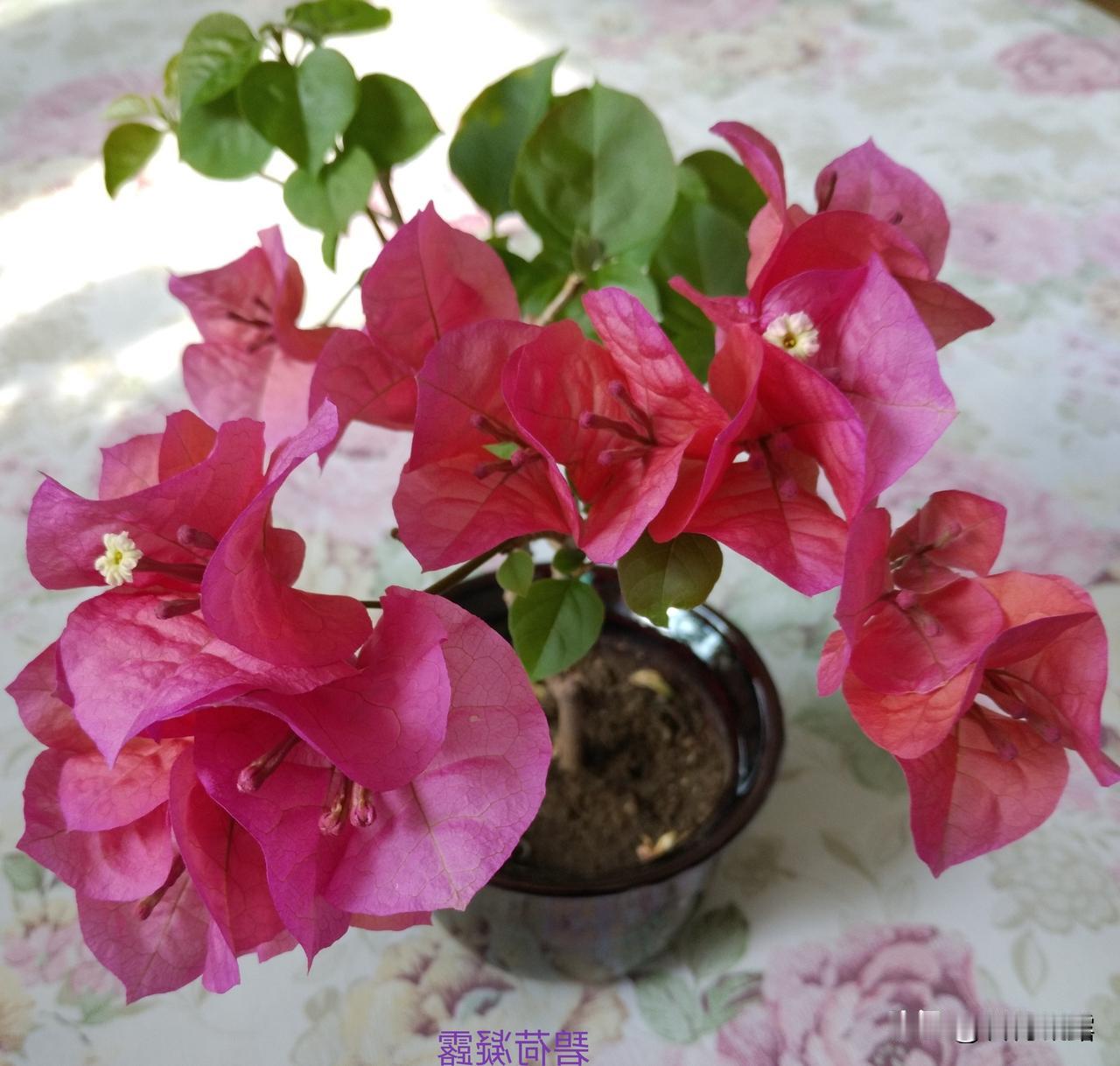 一组家花，三角梅分享欣赏。三角梅，花开得热烈，色彩灿烂，自然美丽，绚烂夺目，花朵