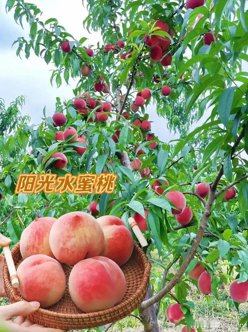 [心][心][心]水蜜桃种植方法[心][心][心]种植水蜜桃，可以从选取种子、处