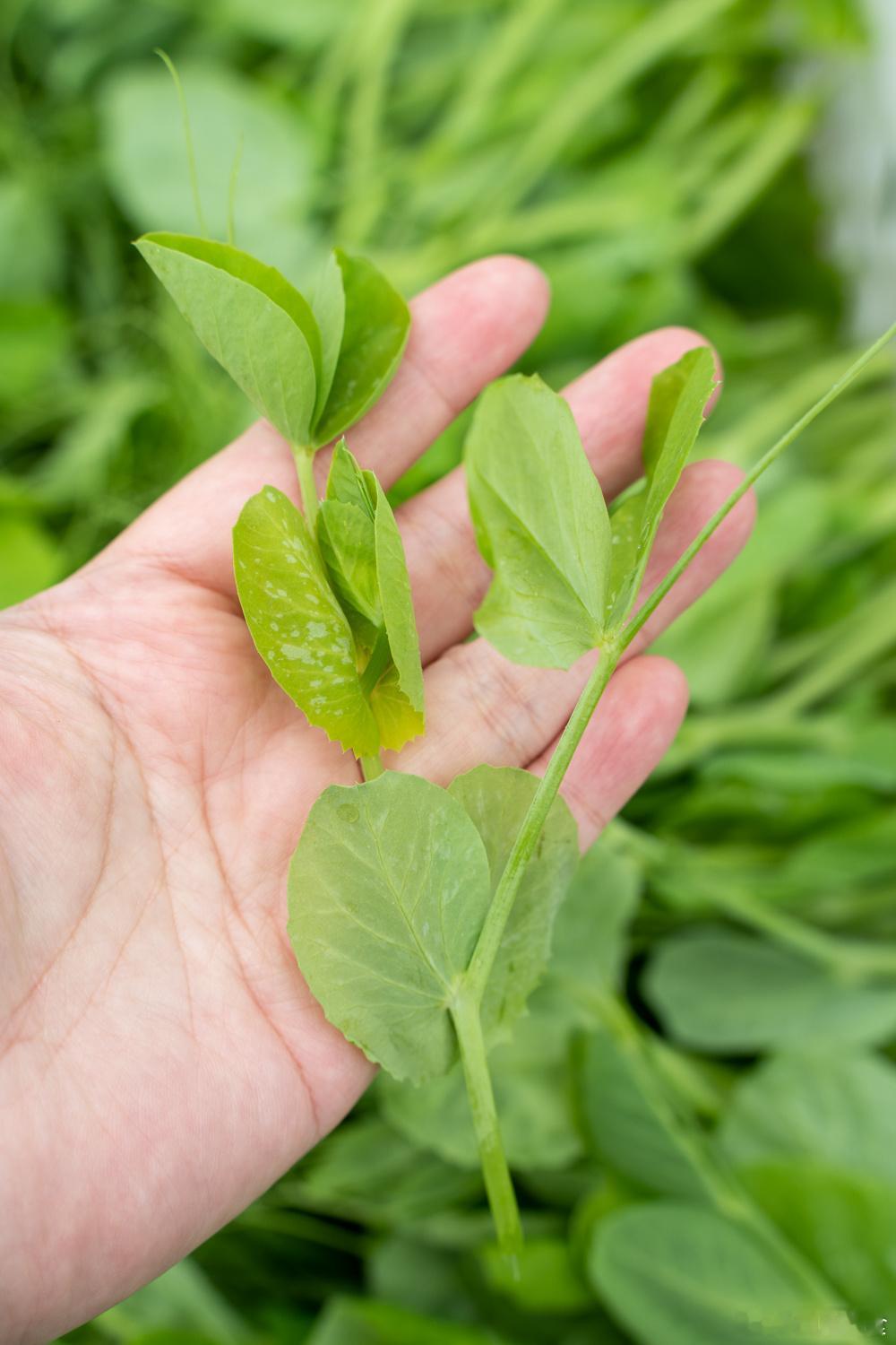 豌豆颠最近的长势不错，采摘的都是长的新芽，好天气下的豌豆尖根部粗壮，吃起来嫩脆口