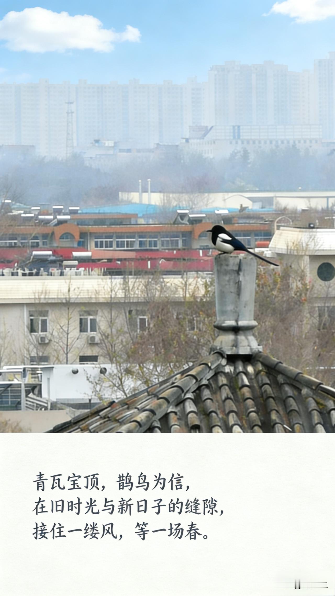 这只喜鹊是真会选地方！