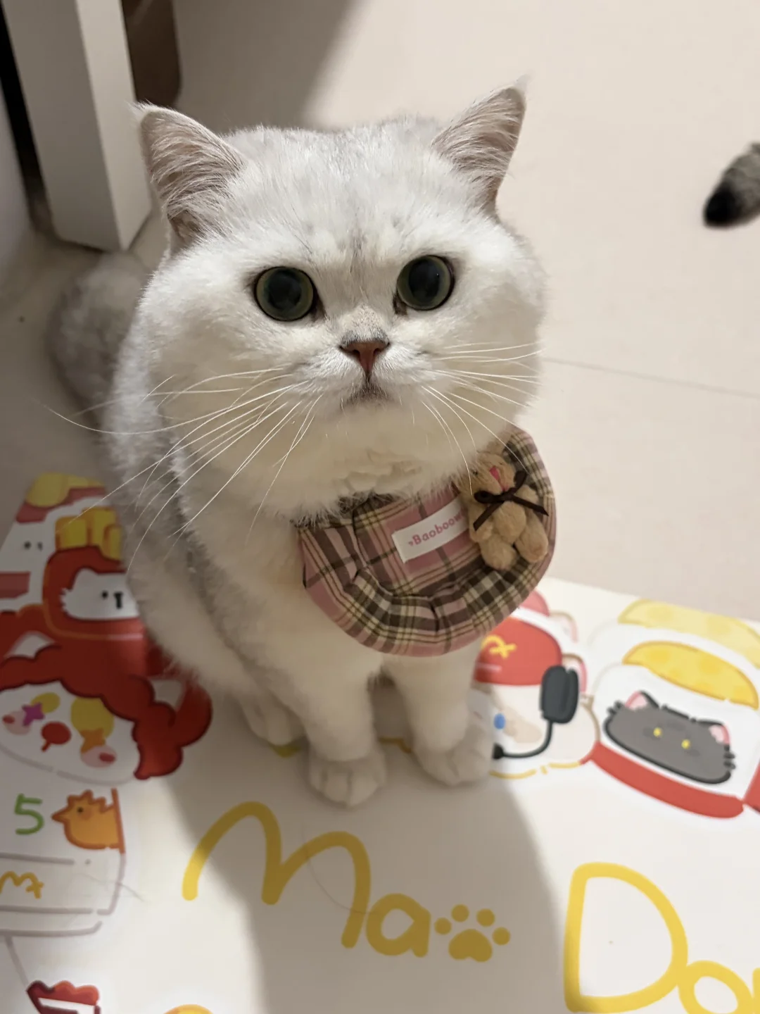 可爱小咪😍