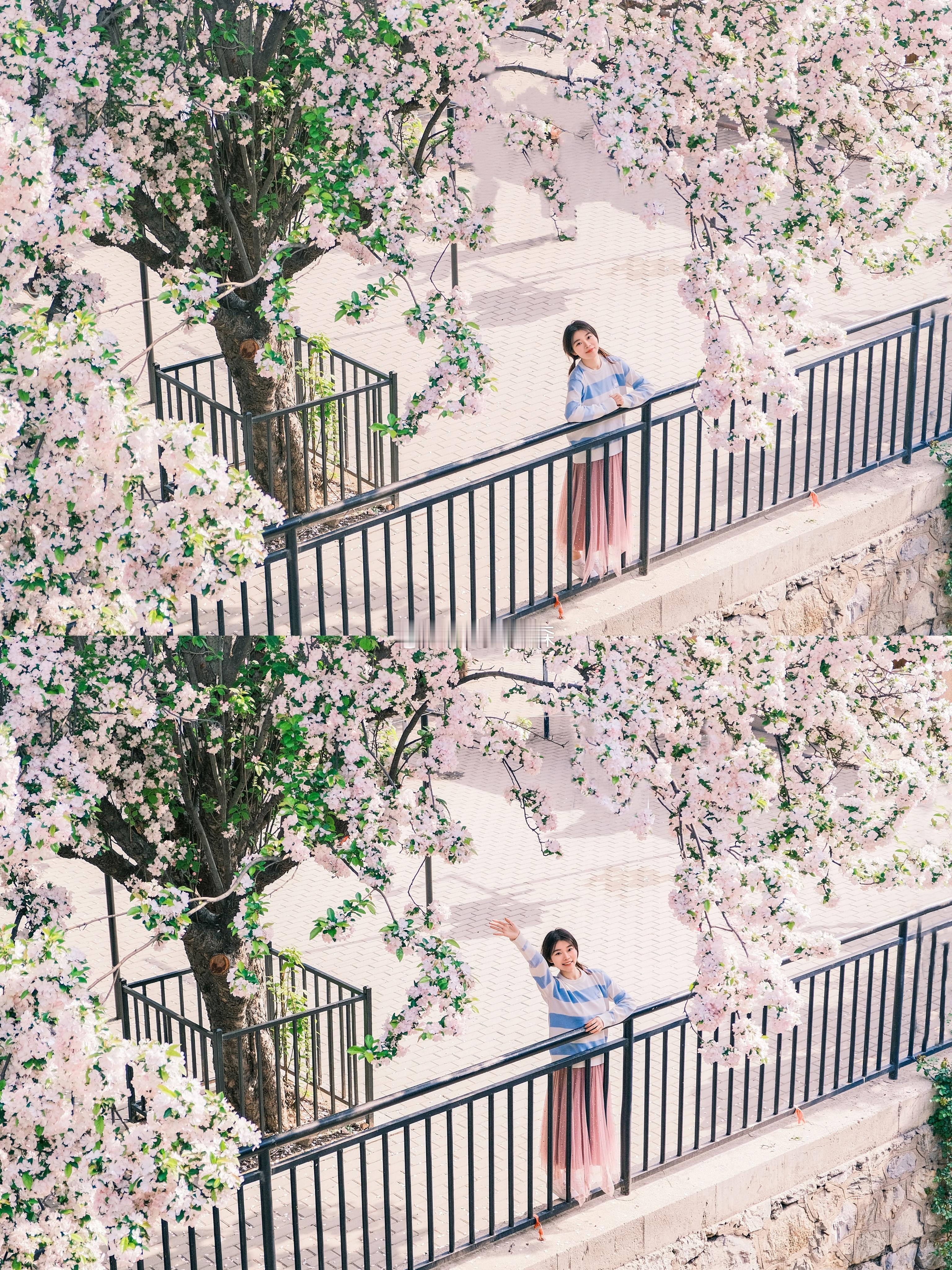 海棠花日系写真富士相机拍摄#大连约拍[超话]##大连写真[超话]# ​​​