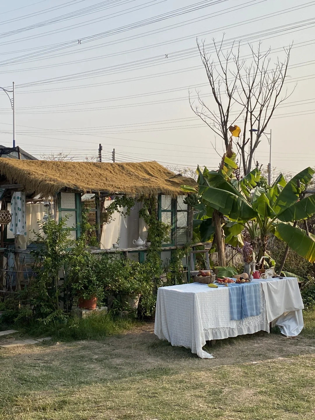 在广州拥有一个1000平方农场的第三年🏠