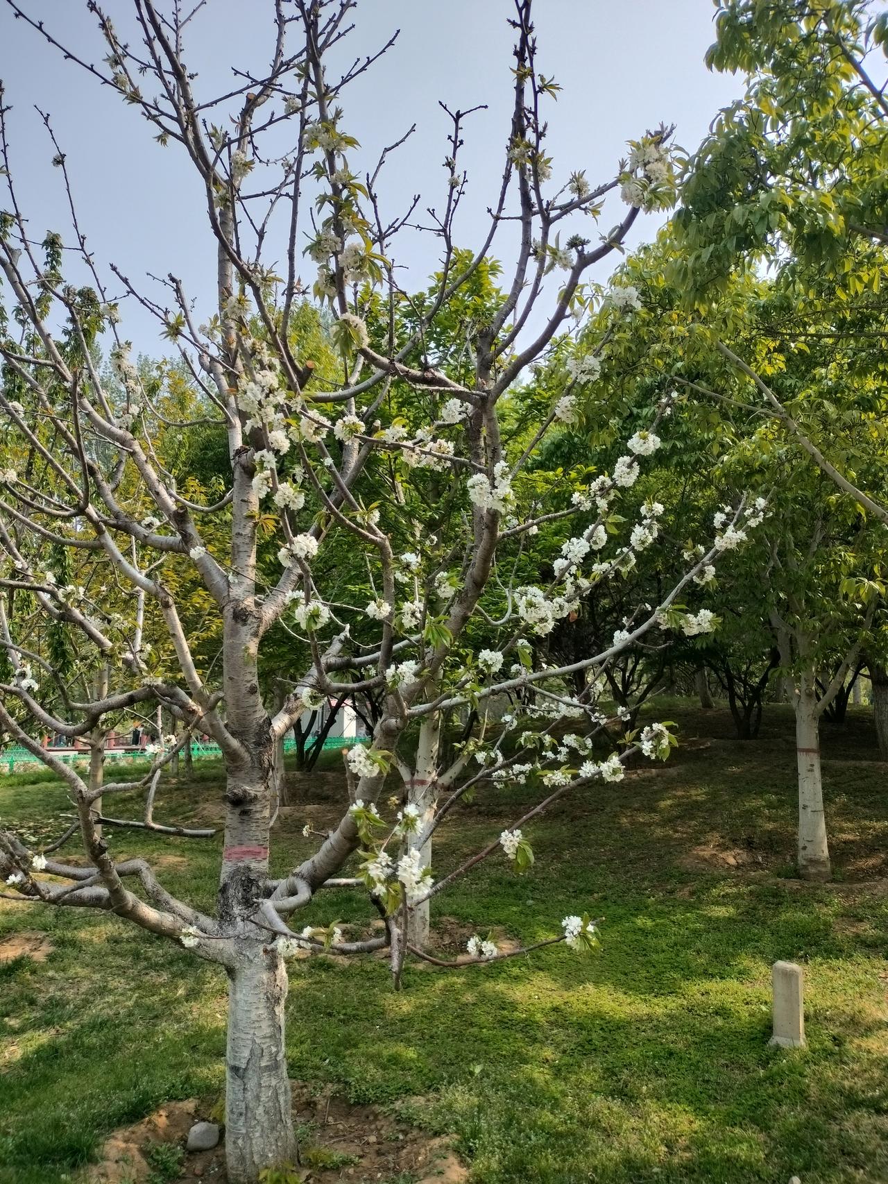 分享一下你随手拍的照片花朵虽然很稀疏，但是白色的花朵，依然清新淡雅，美丽脱俗。