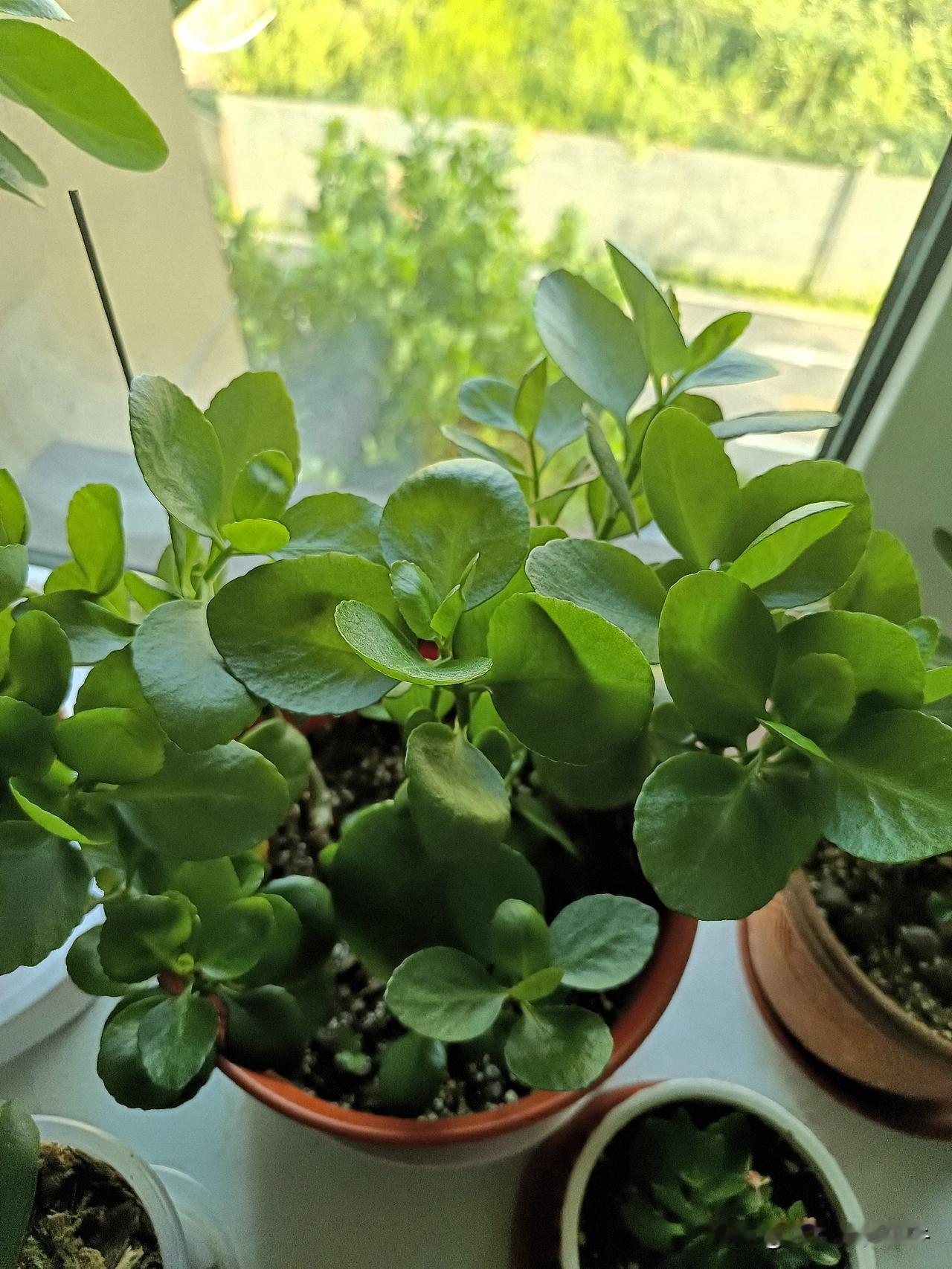 今天进伏头一天，老天爷就给我们一点颜色看看，今天最高温度37度，最低也是26度。