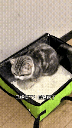 我家猫咪也坐过长途车，看完这个视频真的特别心疼，也特别感动。
 
小猫咪跟着主人