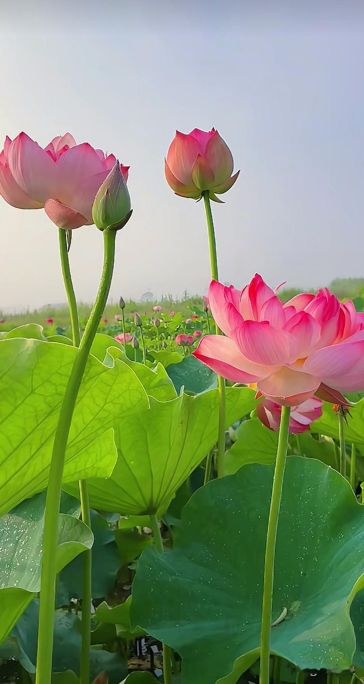 碧空为底，一枝荷花亭亭而立，粉瓣舒展，青茎挺拔。
世人都爱荷花出淤泥而不染，可最