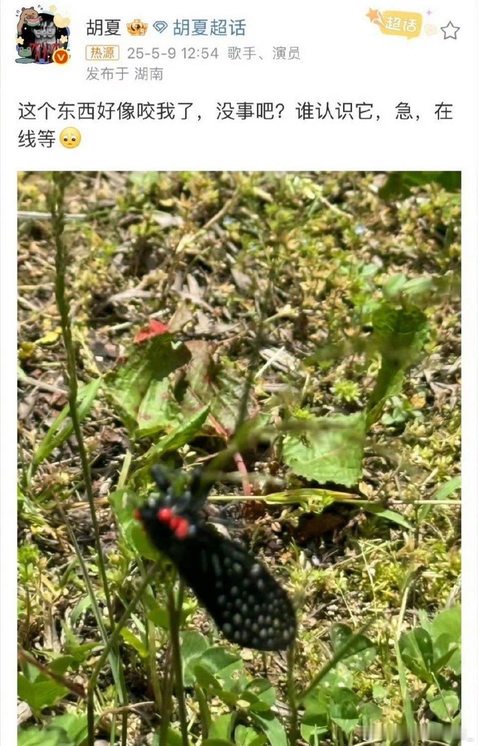胡夏被蝉咬了胡夏这快乐制造机，咬人技能点满了吧！小时候我也抓过同款"快乐"，结果
