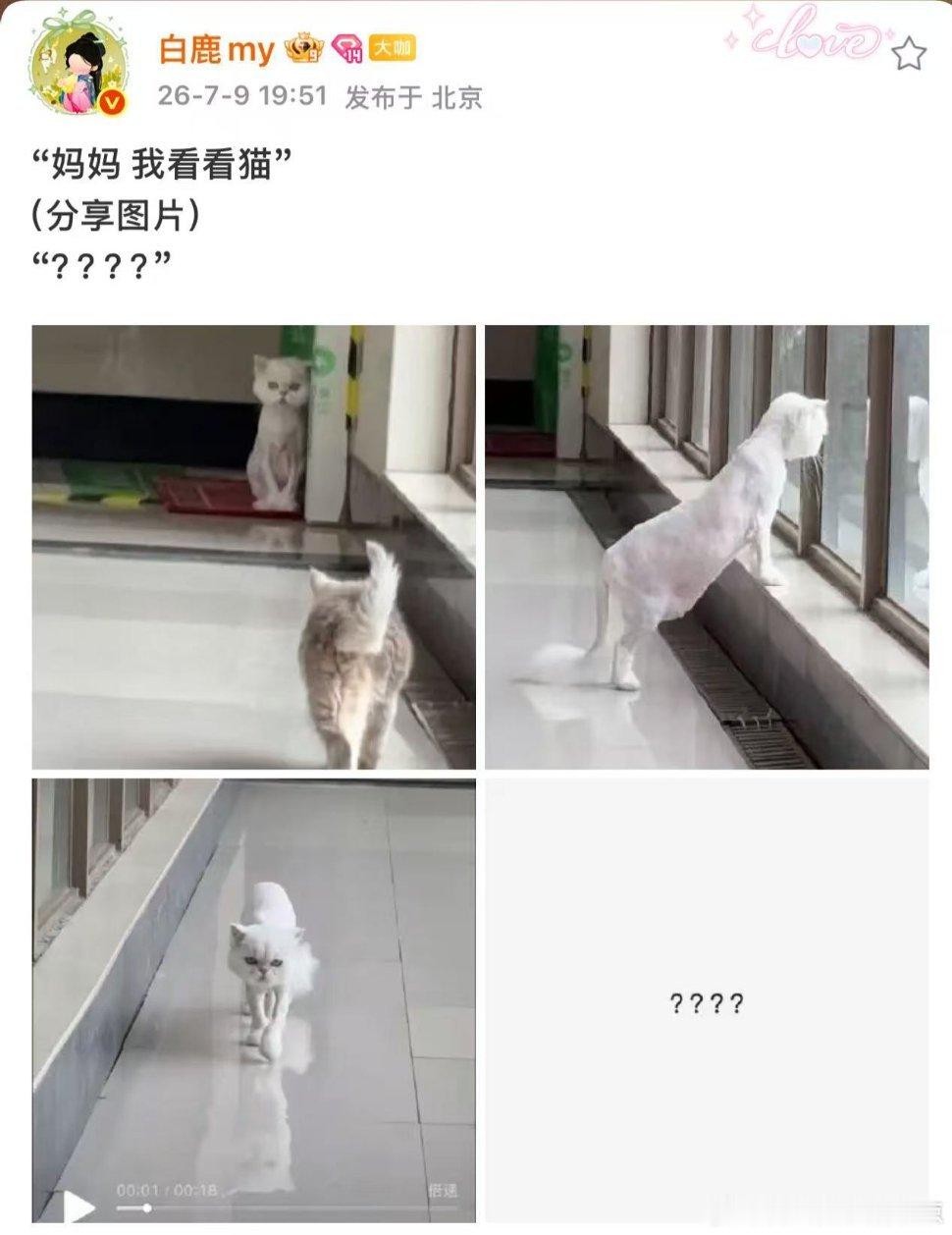 白鹿不敢认猫白鹿这真的是我的猫吗白鹿空降超话发了几张猫图并配文“妈妈 我看看猫”