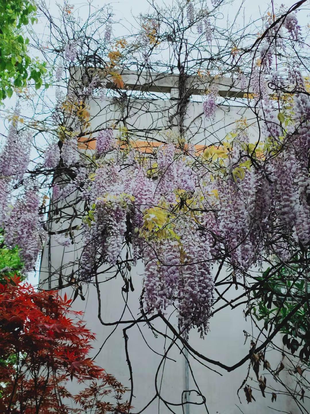 吃喝玩乐分享计划 风景摄影 用一张照片证明你也喜欢拍树 我的摄影日记