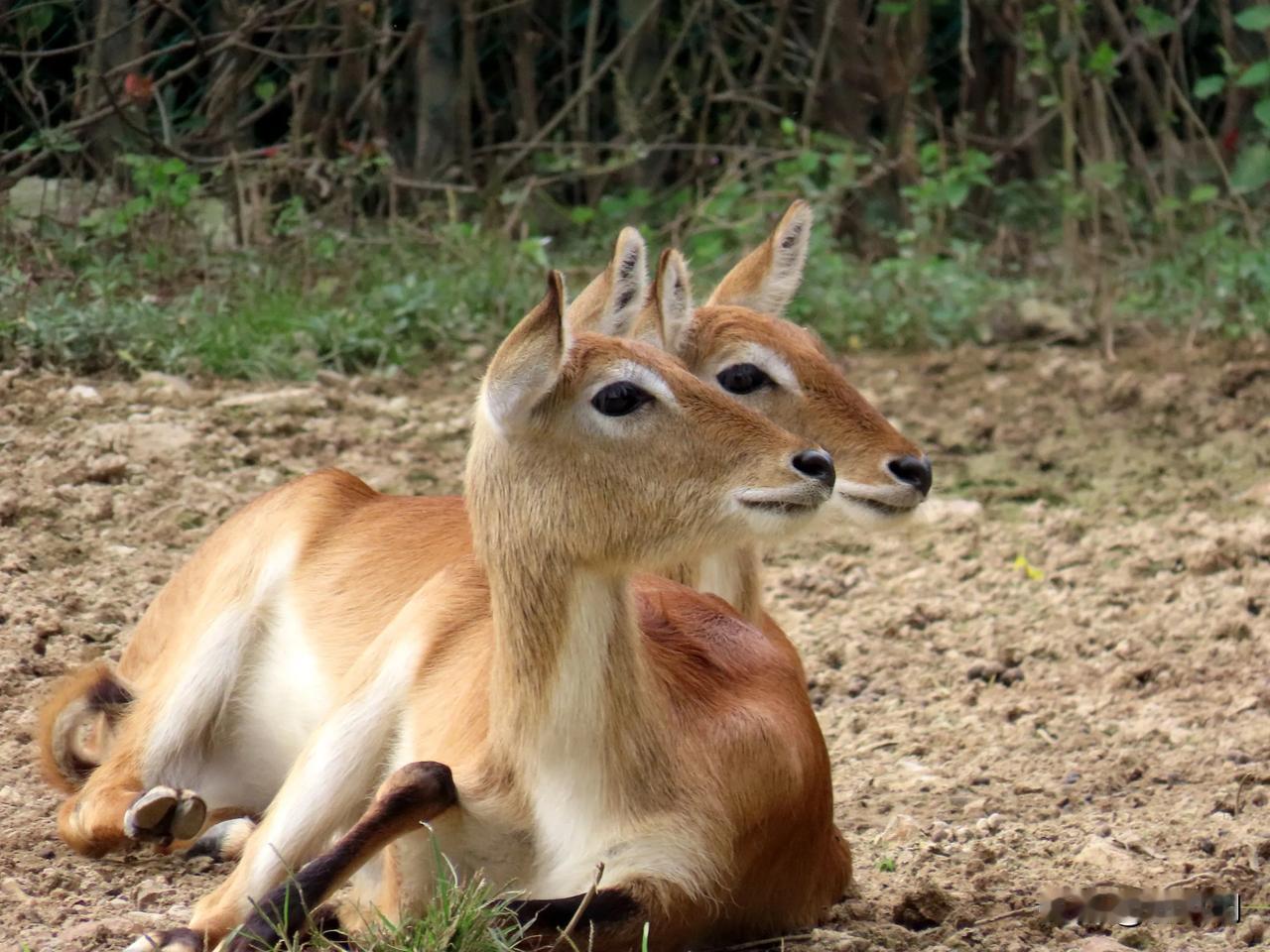 双鹿相依立，草地静无声。
宁波动物园