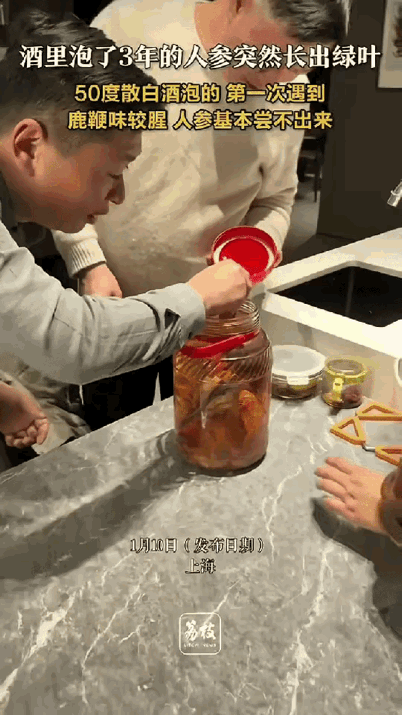 “活久见！”1月10日，上海，一男子在喝酒时，发现药酒里泡了3年的人参竟长出了绿