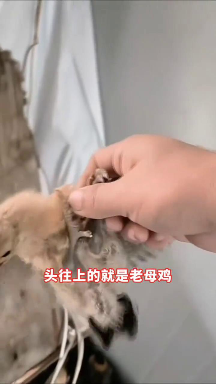 往下的，头往下的就是公鸡，头往上的就是老母鸡，小母鸡。