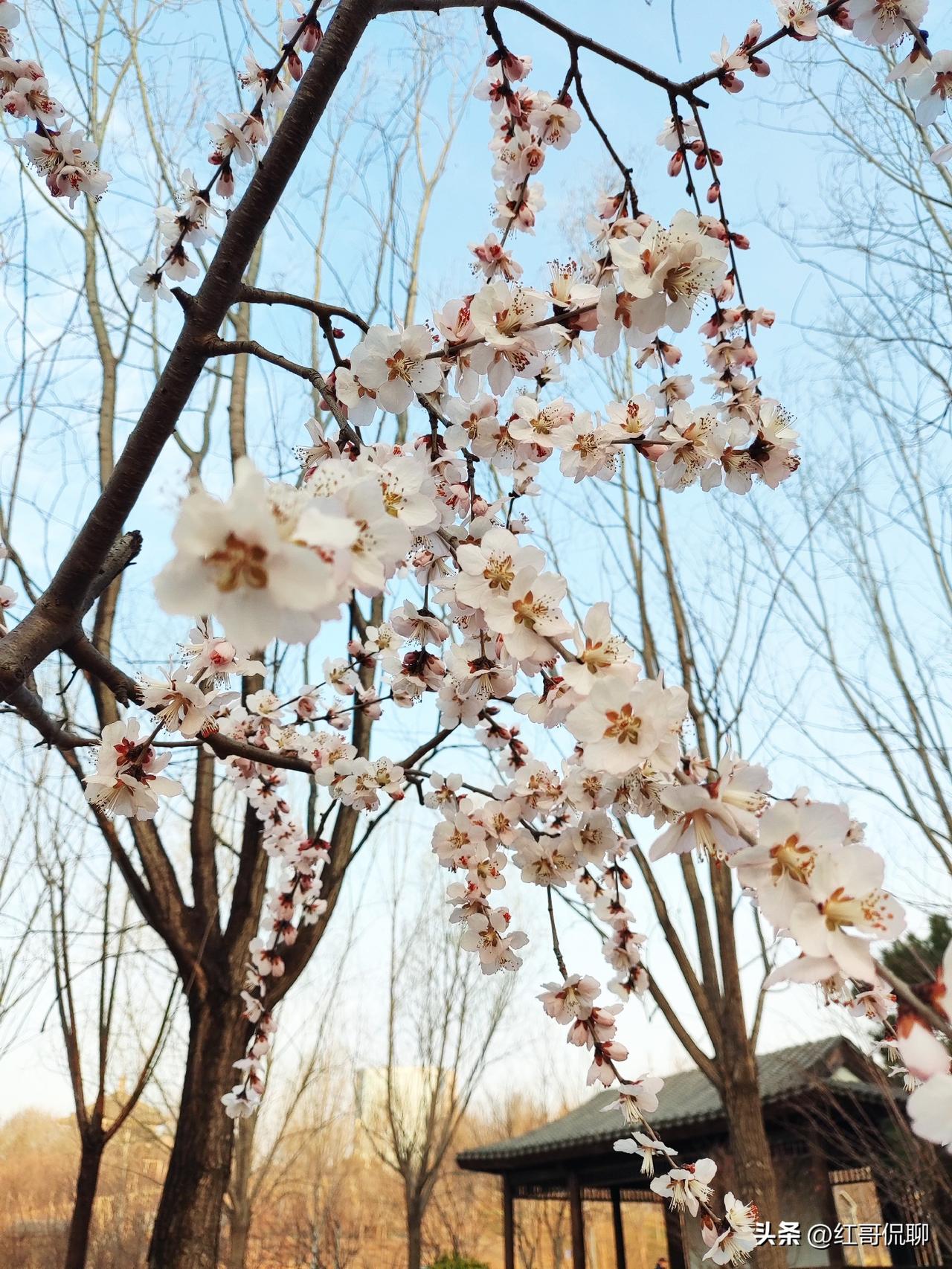 古人笔下的春天，或明媚、或静谧、或深情，以下按春景、春风、春雨、春愁分类，整理了
