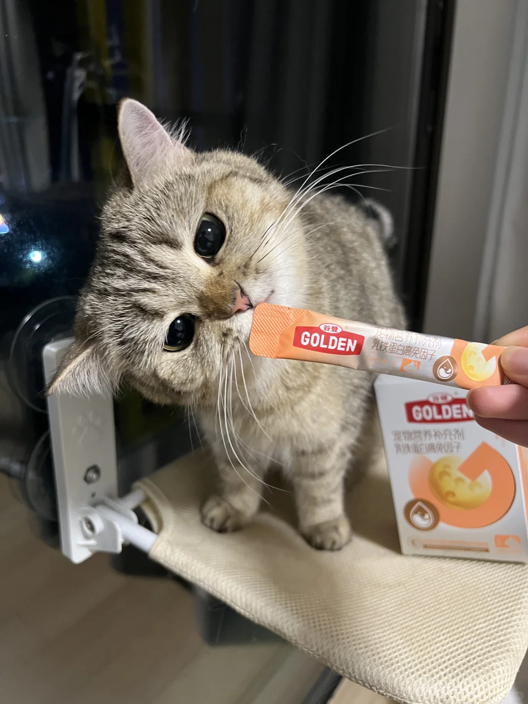 眼里只有吃的🍴