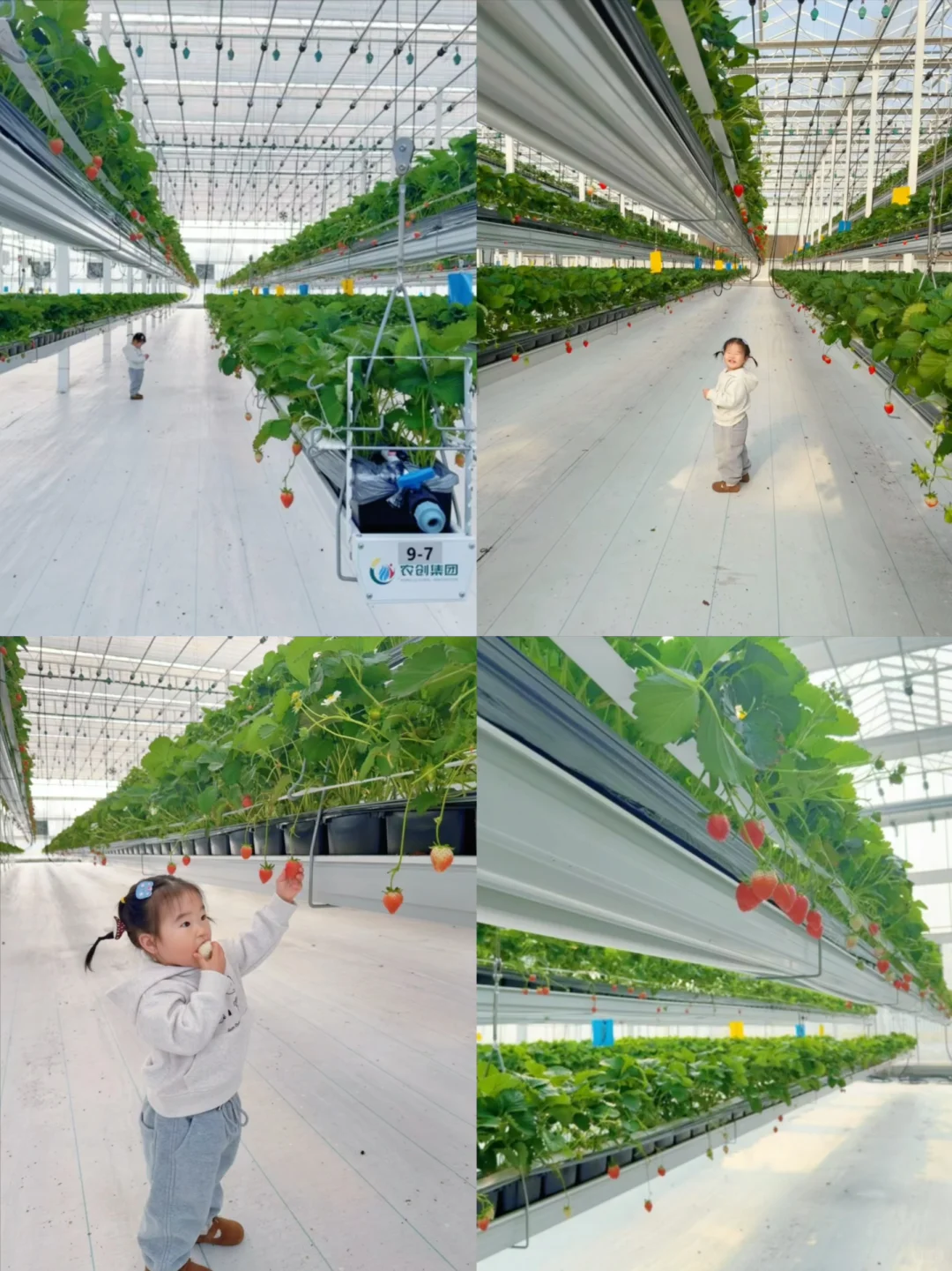 潍坊采摘🍓 | 可升降的草莓采摘园你见过么