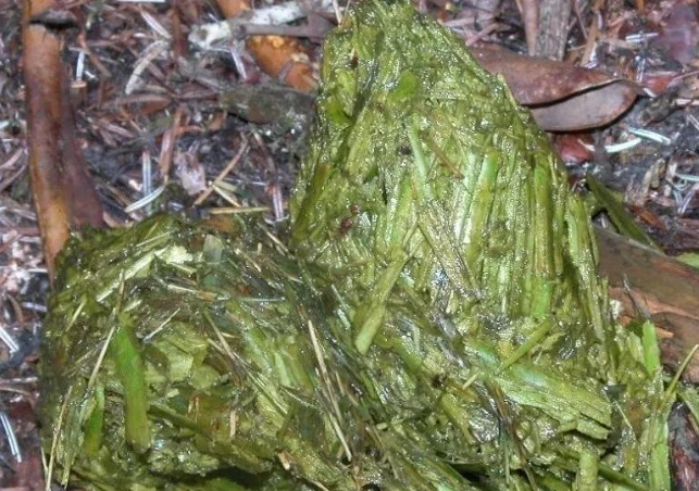 【大熊猫的数量，到底怎么数？】怎样调查大熊猫的种群数量呢？并不是去野外随便看一看