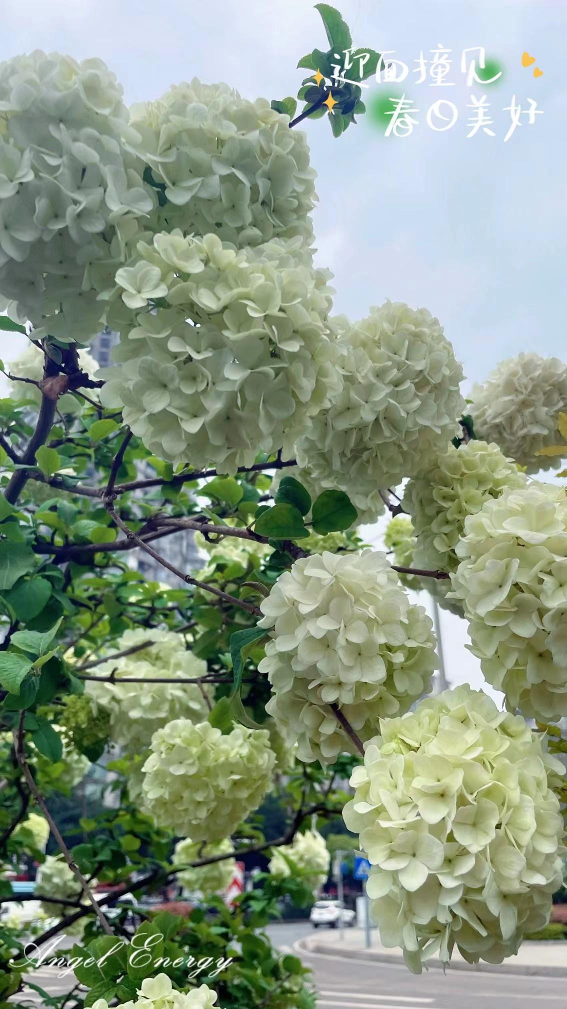 告别三月的春意盎然，拥抱四月的百花争艳。

不知不觉间，与三月阳春说声再见，与芬